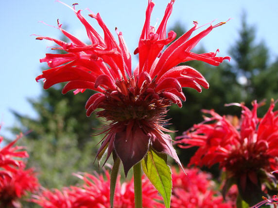 Bright Red bee-balm